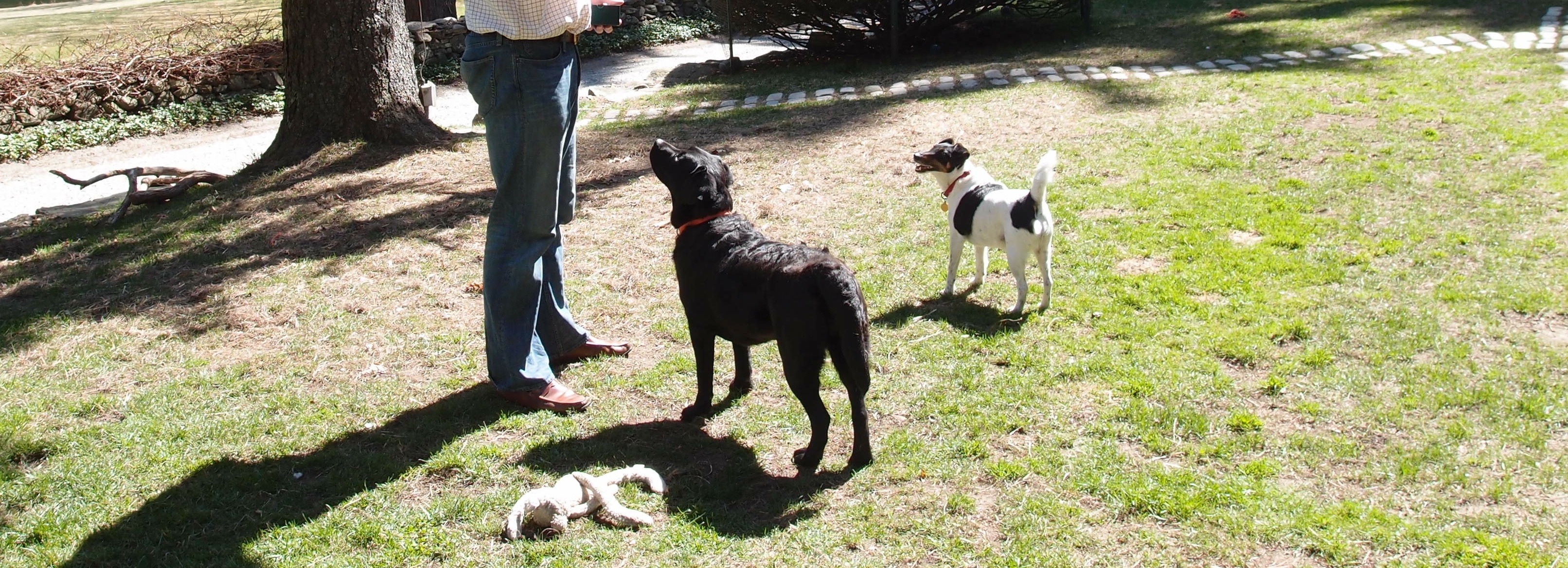 On The Wild Side blog